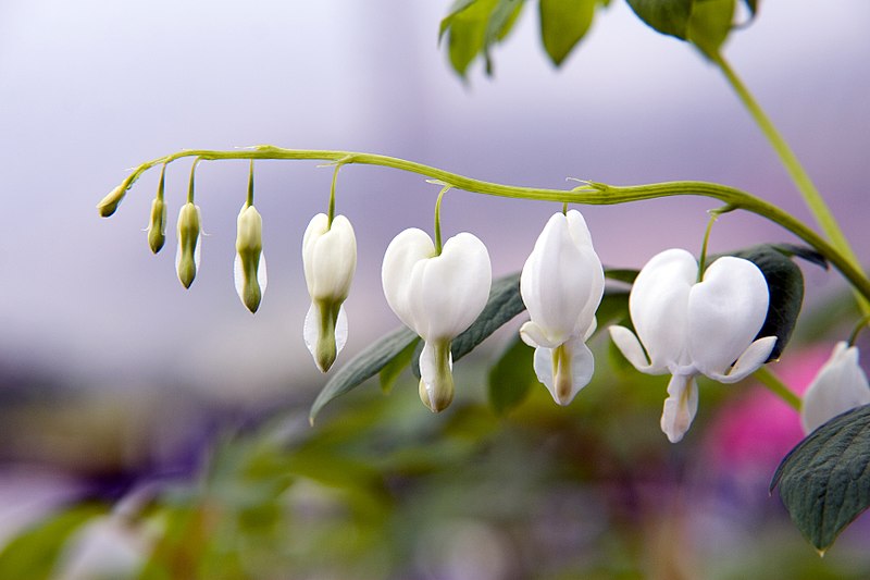 File:Dicentra spectabilis Alba 5zz.jpg