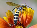 D. tolteca ♂ en California.