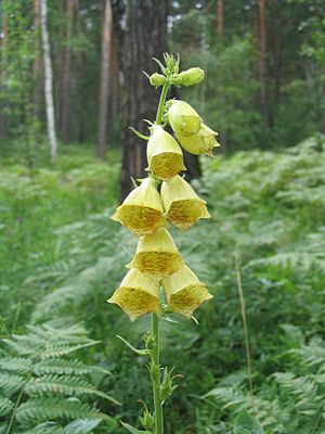 Large-flowered foxglove (Digitalis grandiflora)