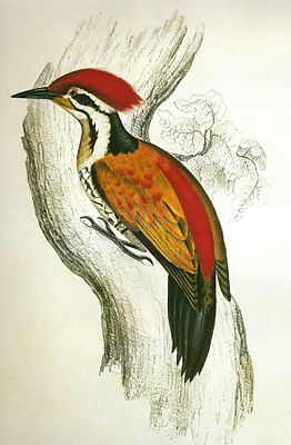 Himalayan fire-backed woodpecker (male, drawing by Elizabeth Gould, 1832)