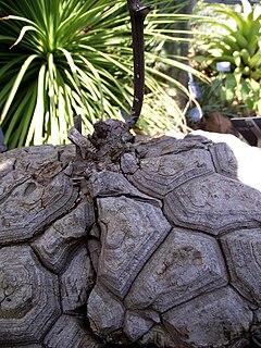 <i>Dioscorea mexicana</i> Species of herbaceous vine