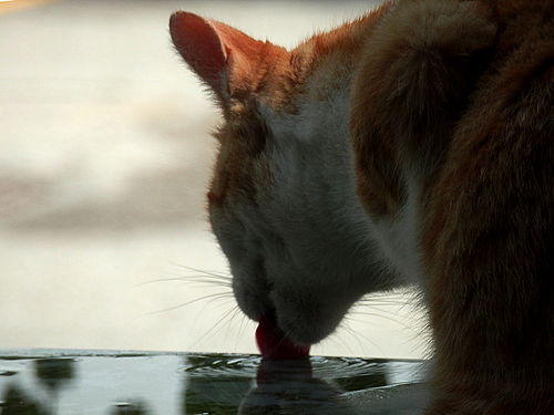 Domestic Cat (Felis catus) Drinking Water