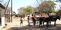 Donkey cart in Mozambique.JPG