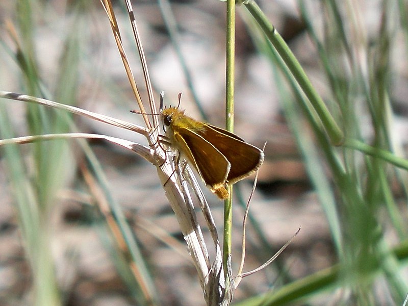 File:Dorada oscura (Thymelicus acteon) - 02.jpg