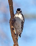 Thumbnail for File:Downy woodpecker in GWC (33981).jpg