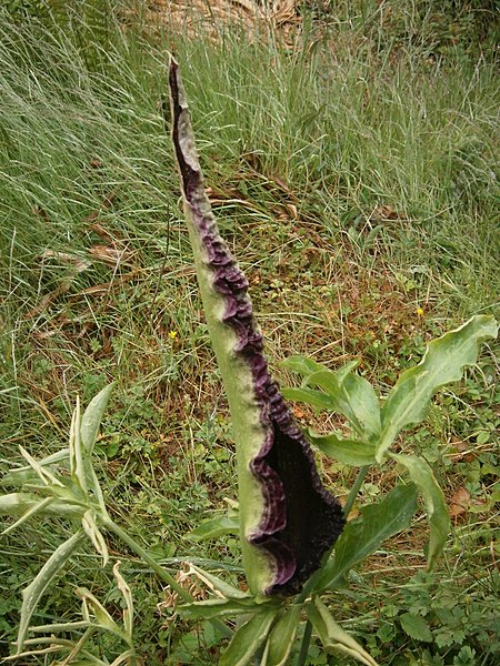 File:Dracunculus vulgaris 2022-06-05 01.JPG