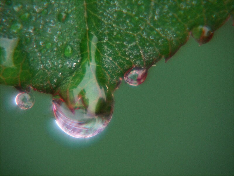 File:Drops (526135312).jpg