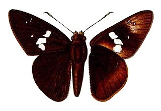 <i>Caenides hidaroides</i> Species of butterfly