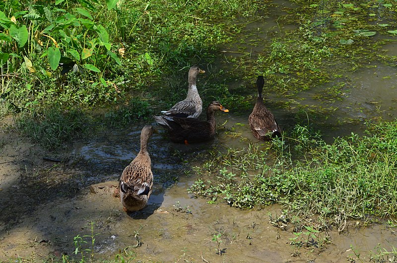 File:Ducks in a pond.JPG