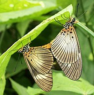 Dusky Acraea mating Athlone Pr 21 01 2011.JPG