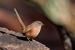 Dusky grasswren species of bird