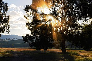 Dust Sunbeams