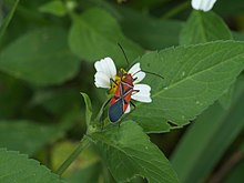 Dysdercus andreae P1130207a.jpg