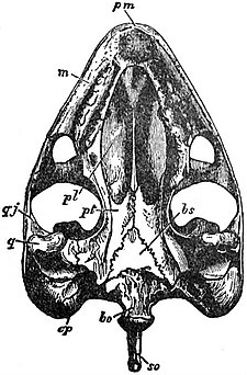 EB1911 Reptiles - Ventral surface of skull of Testudo tabulata.jpg