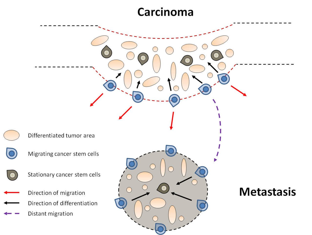 Раковые стволовые клетки. Гематопоэтические факторы роста. Differentiation of tumor. What is a Cell Station.