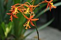 Epidendrum macrocarpum flowers