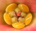 Nahaufnahme eines Cyathiums von Euphorbia milii. Zwischen den Nektardrüsen ragen die „Zipfel“ über die Öffnung des Involukrums.