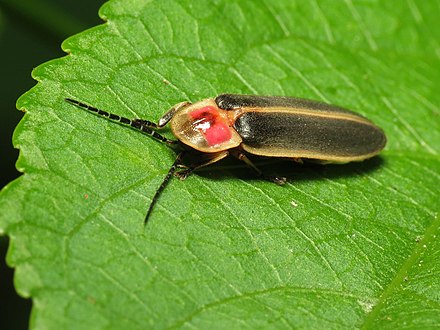 Кто такой светлячок. Светлячок Жук. Светлячка Photinus Pyralis. Жук Светлячок Photuris. Личинка жука светляка.