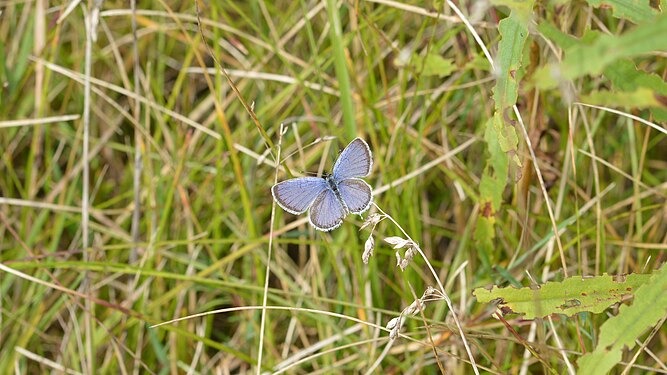 Eastern Tailed-Blue (Cupido comyntas)