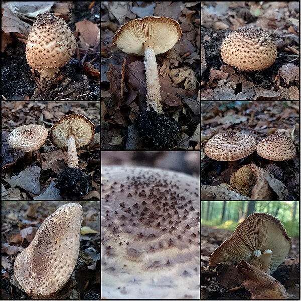 File:Echinoderma perplexum - Haagse Bos, The Hague, South Holland, NL - (Knudsen) Bon 516210.jpg