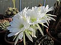 Echinopsis obrepanda (1).jpg