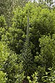 * Nomination Pine Echium (Echium pininana) in native habitat, Barranco del Agua, La Palma, Spain --LC-de 20:37, 12 June 2017 (UTC) * Promotion Good quality. --Moroder 05:49, 13 June 2017 (UTC)