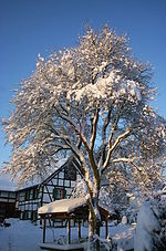 tuyết tại xứ Eifel / sneeuw in de Eifel