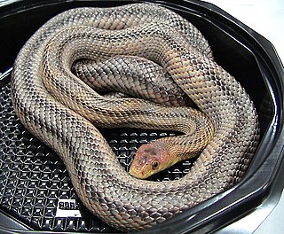 <i>Pantherophis bairdi</i> Species of snake