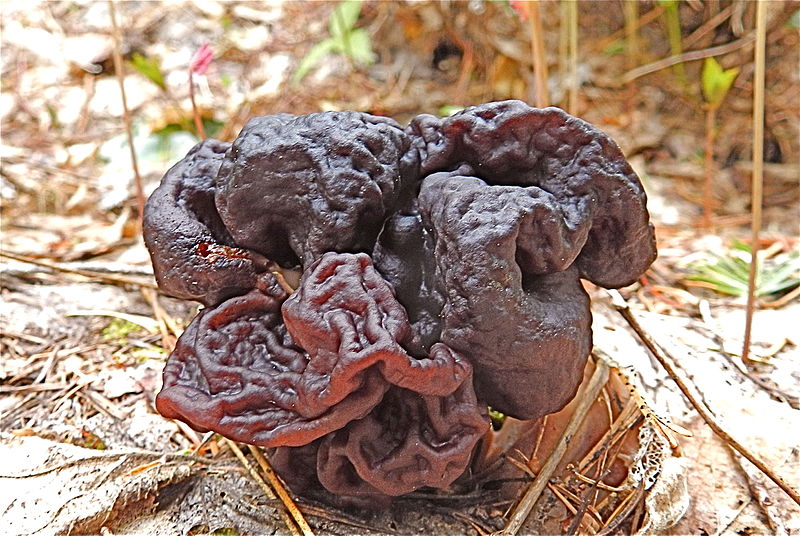 File:Elfin saddle mushroom (5774396923).jpg