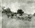 Zwei Pferde und ein Buckboard auf der Empire Ranch, um 1899.