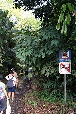 Central Water Catchment: Wijk in Singapore