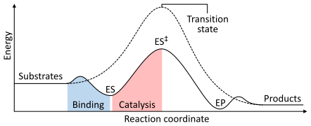 Enzyme