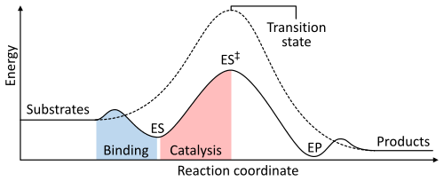 Dvodimenzionalni prikaz reakcije (koordinata x-osa) u odnosu na energije (y-osa) za katalizirane i nekatalizirane reakcije. Energija sistema se stalno povećava iz reaktanata (x = 0) dok se ne postigne maksimum na stepenu tranzicije (x = 0,5) i stalno smanjuje proizvode (x = 1). Međutim, u enzimski kataliziranoj reakciji, obavezujući dijelovi stvaraju jedinjenje enzim-supstrat (uz neznatno smanjenje energija) koji se povećava do stanja u tranziciji, sa manjim maksimumom od nekatalizirane reakcije. Energija u fazama hemijske reakcije. Nekatalizirana (isprekidana linija) podloga treba puno aktiviranje energije da se dođe do prelaznog stepena, koji se zatim raspada u nižeenergetski proizvod. Kada enzim katalizira reakciju (puna linija), veže podlogu (ES), a zatim stabilizira stanje u tranziciji (ES‡) kako bi se smanjila energija aktivacije potrebna za proizvodnju proizvoda (EP) koji su se konačno pojavili.