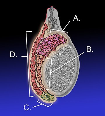 Epididimo