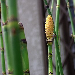 Šiurkštusis asiūklis (Equisetum hyemale)