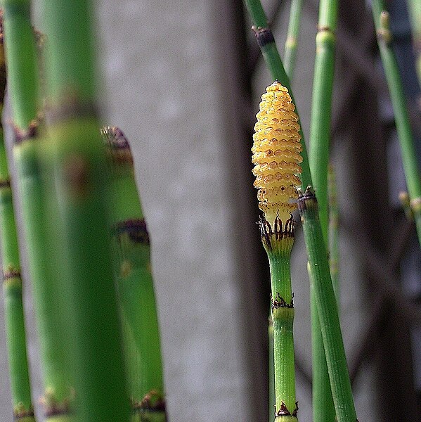 File:Equisetum hyemale.jpg