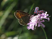 Erebia alberganus женски.jpg