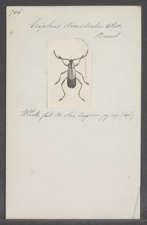 <i>Eriphus</i> Genus of beetles