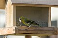 * Nomination Male Greenfinch (Carduelis chloris) --Isiwal 20:17, 26 February 2015 (UTC) * Promotion Good quality. --Hubertl 12:42, 2 March 2015 (UTC)