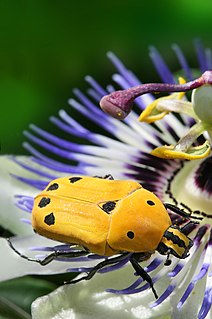 <i>Euchroea</i> Genus of beetles