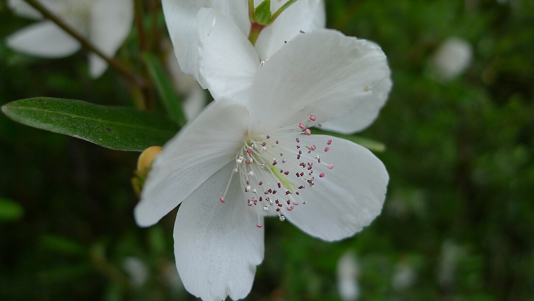 光亮密藏花