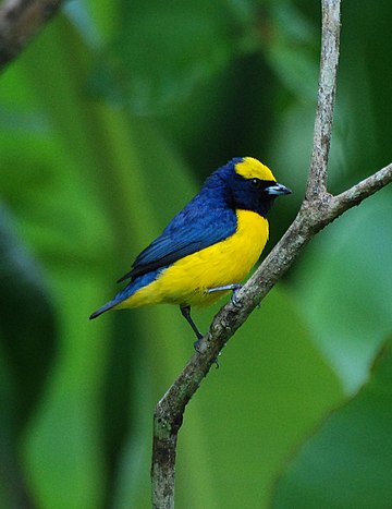 Euphonia