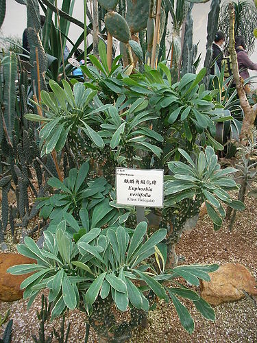 375px-Euphorbia_neriifolia.jpg