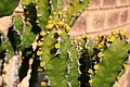 Euphorbia pseudocactus00.jpg