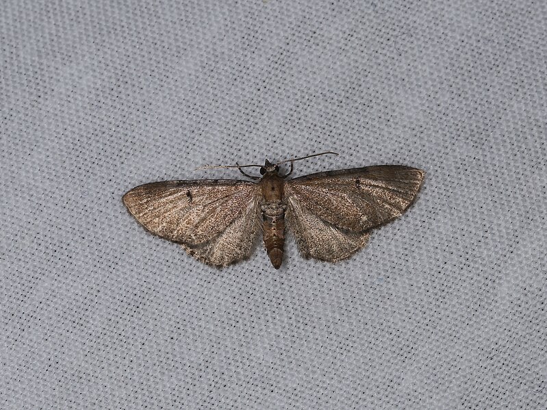 File:Eupithecia absinthiata (43817922332).jpg