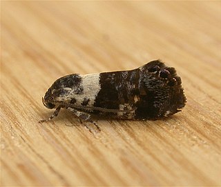 <i>Eupselia aristonica</i> Species of moth