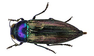 <i>Eurythyrea</i> Genus of beetles