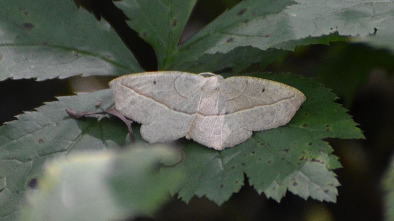 File:Eusarca confusaria - Confused Eusarca moth (9658524659).jpg