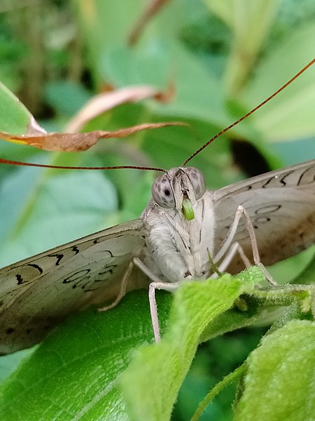 File:Euthalia aconthe baron vijayanrajapuram5.jpg