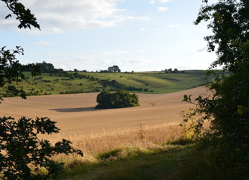 File:Evening light, Streatley, Berkshire - geograph.org.uk - 4680409.jpg